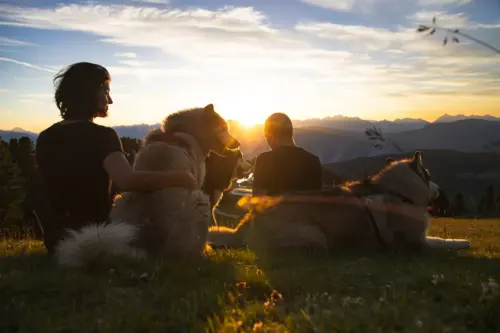 Two people with two dogs on a mountain meadow at sunset